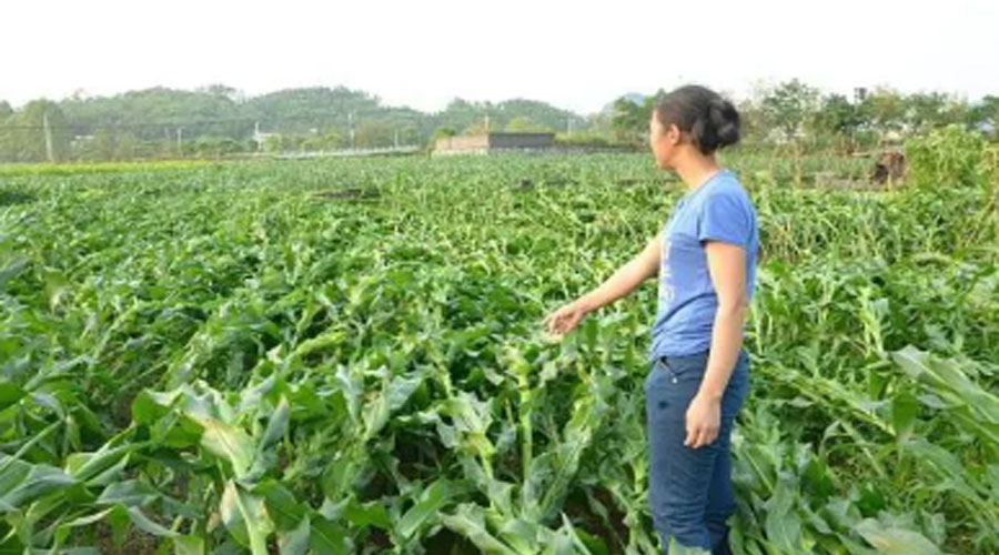 紧急提醒：玉米倒伏扶不扶？今年别再做错了！