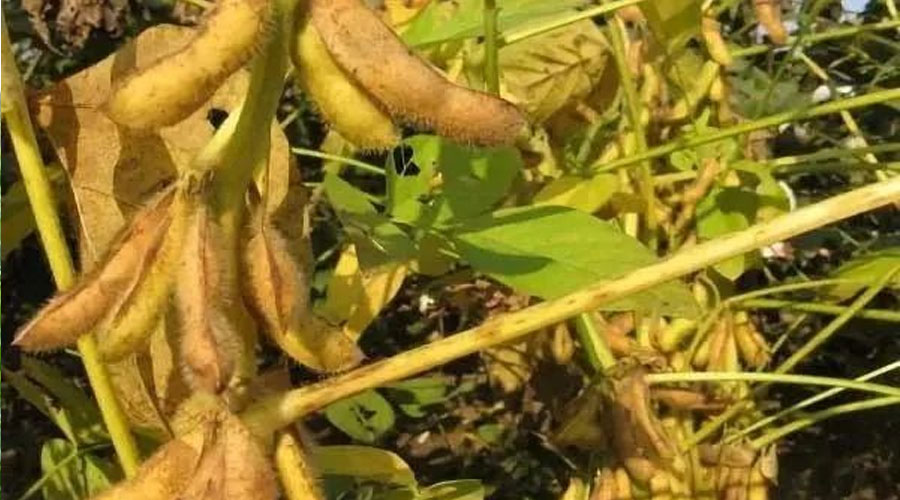 大豆开花结荚期有哪些管理措施？